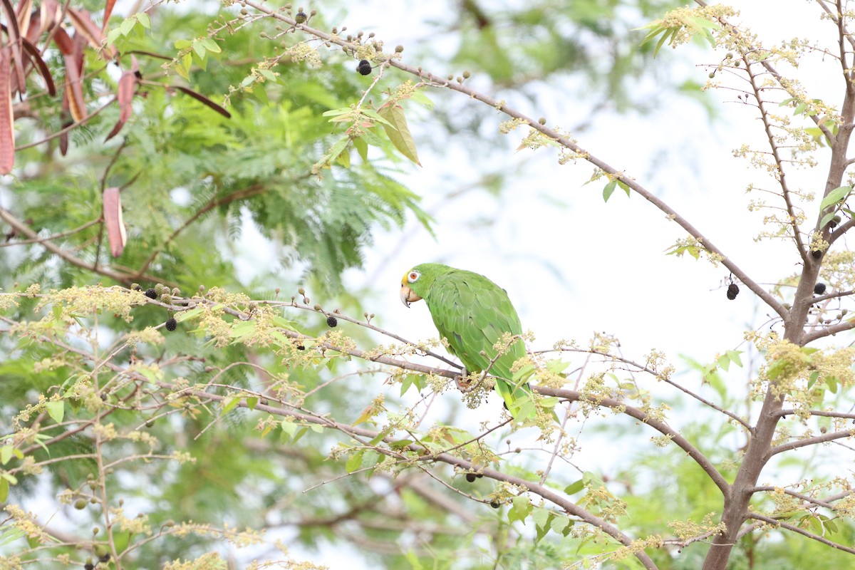 Yellow-crowned Parrot - ML618889152