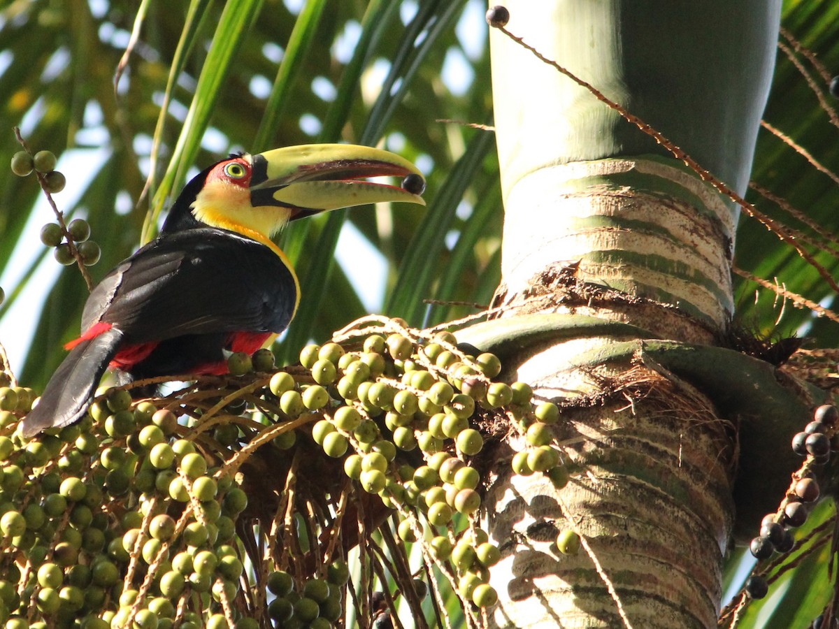 Red-breasted Toucan - ML618889162