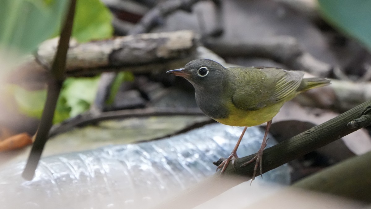 Connecticut Warbler - Tuly  Datena