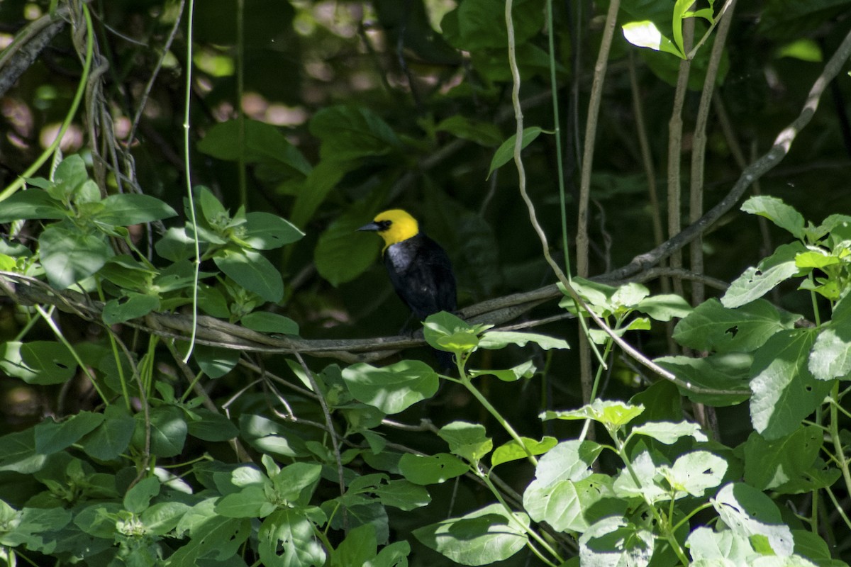Yellow-hooded Blackbird - ML618889196