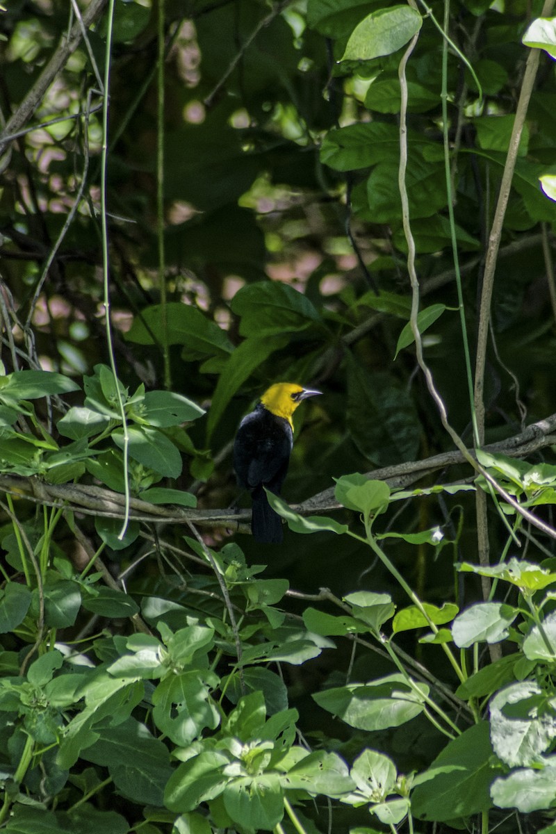 Yellow-hooded Blackbird - ML618889197