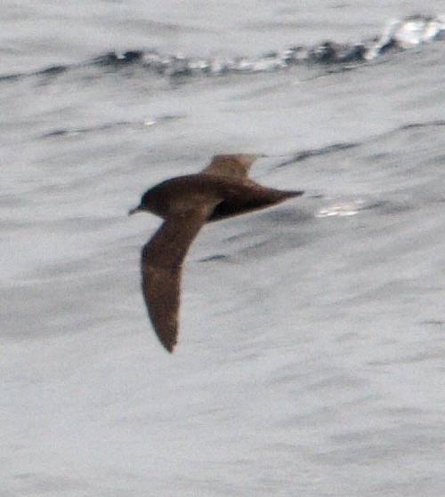 Short-tailed Shearwater - Connie Lintz