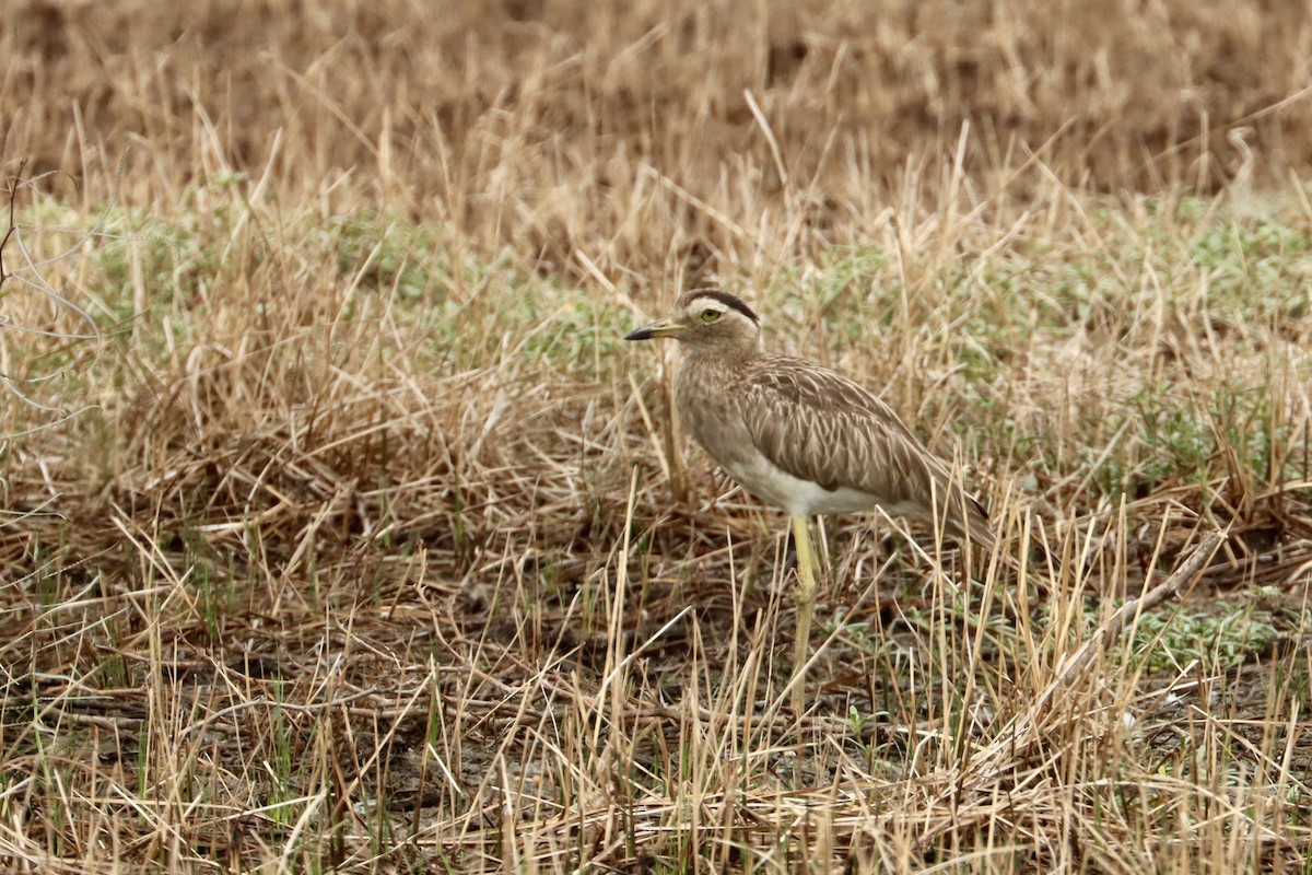 Double-striped Thick-knee - ML618889243