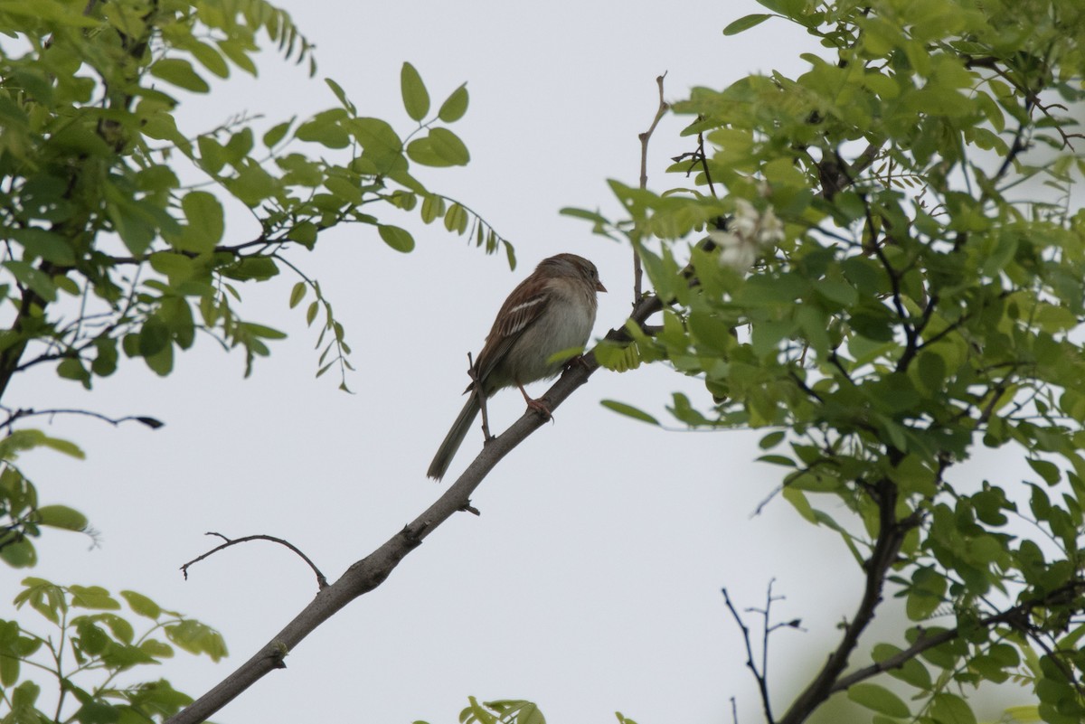 Field Sparrow - ML618889252