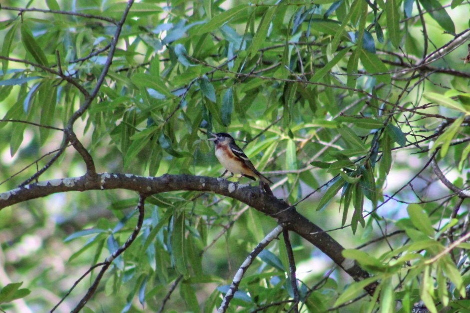 Bay-breasted Warbler - ML618889259