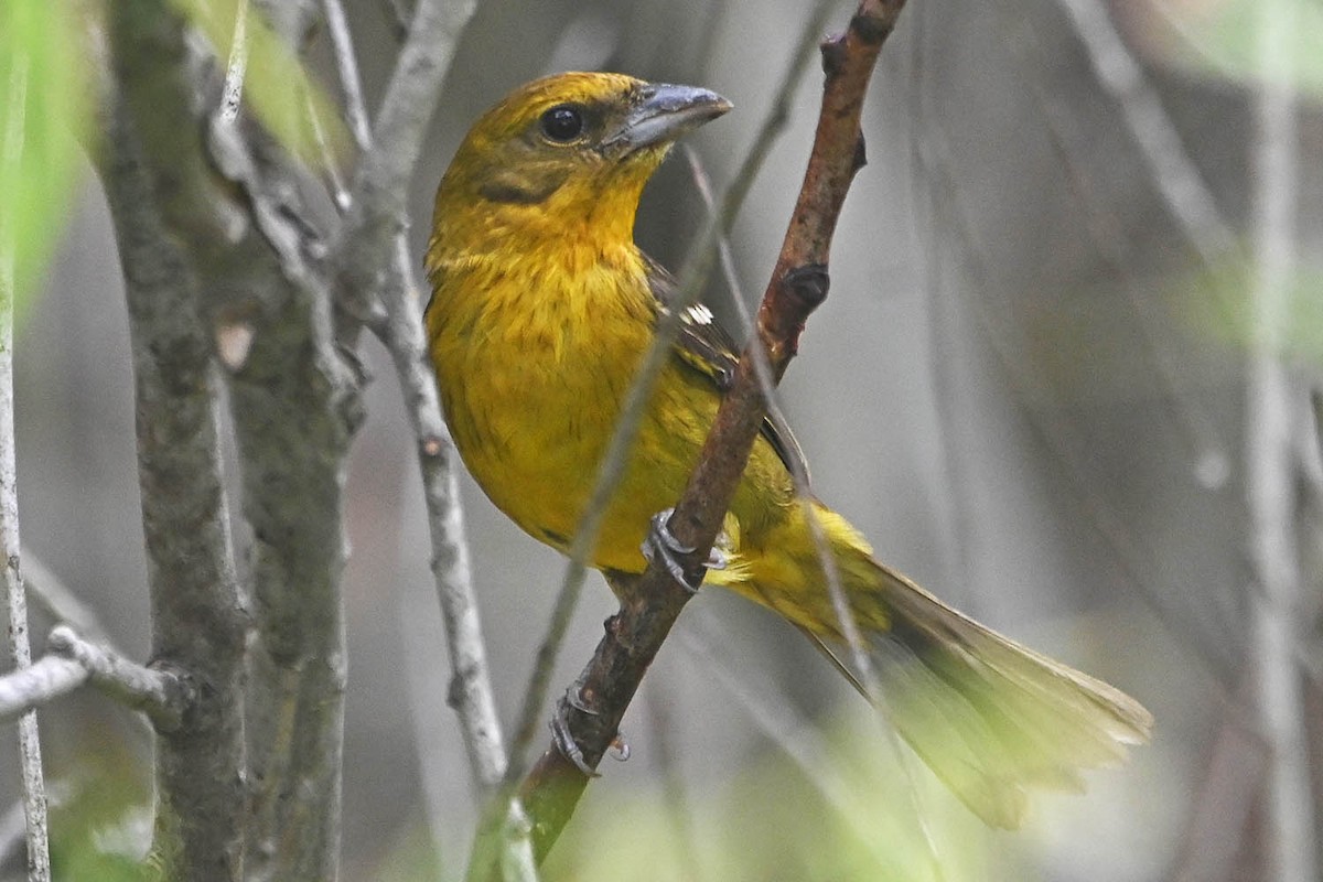 Flame-colored Tanager - Troy Hibbitts