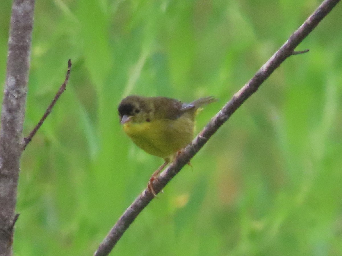 Olive-crowned Yellowthroat - ML618889295