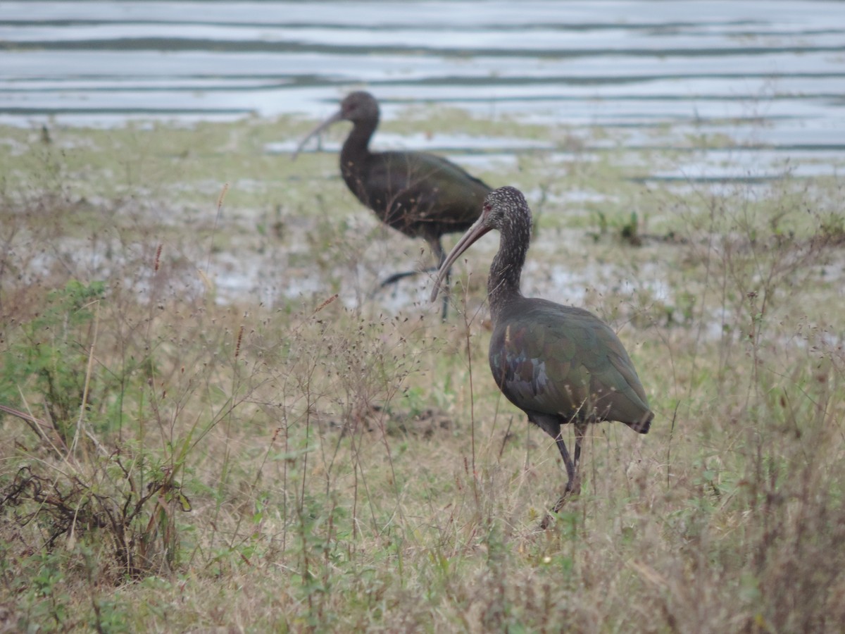 ibis americký - ML618889301