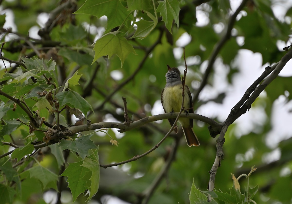 Great Crested Flycatcher - ML618889304