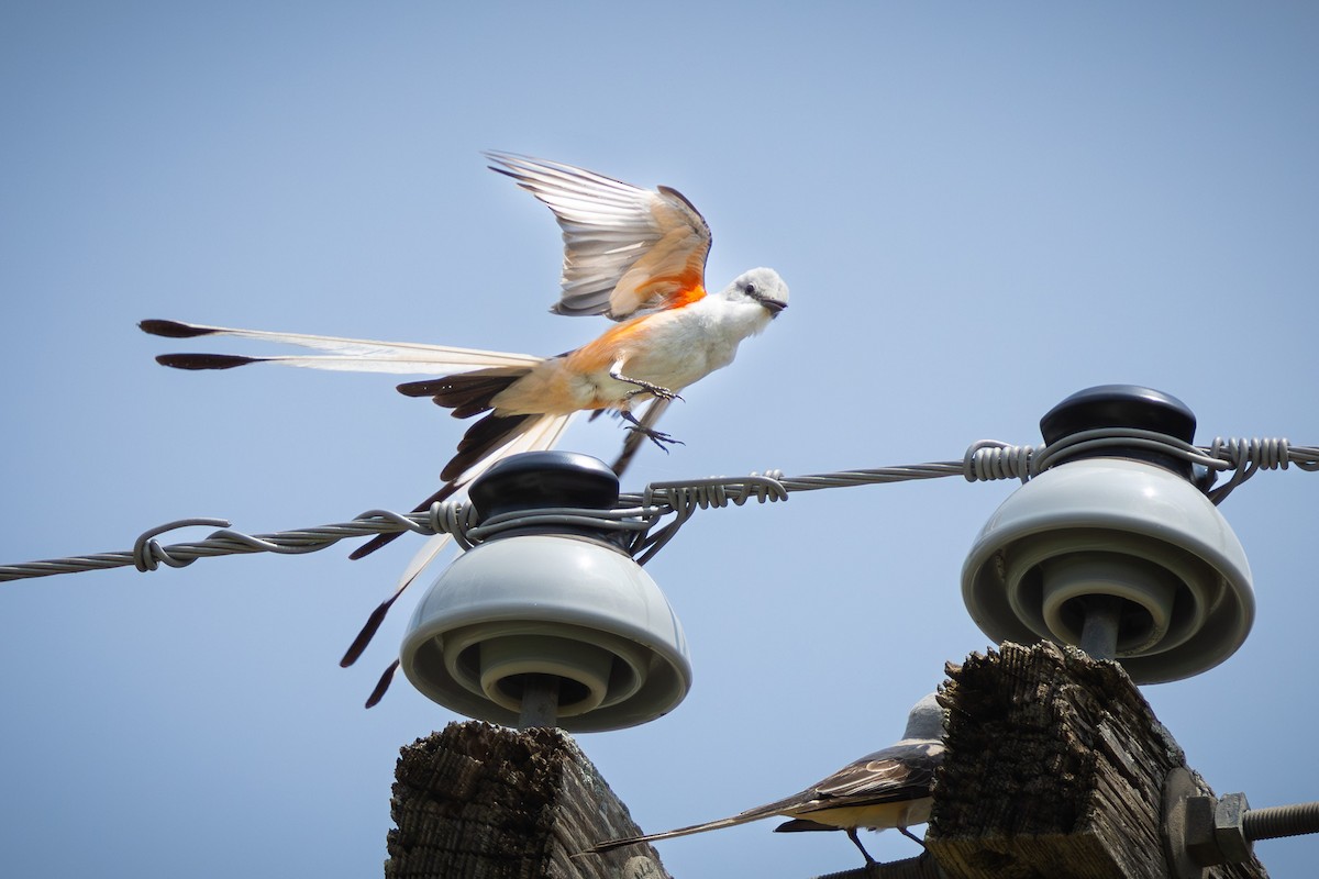 Scissor-tailed Flycatcher - Ryan Anderson