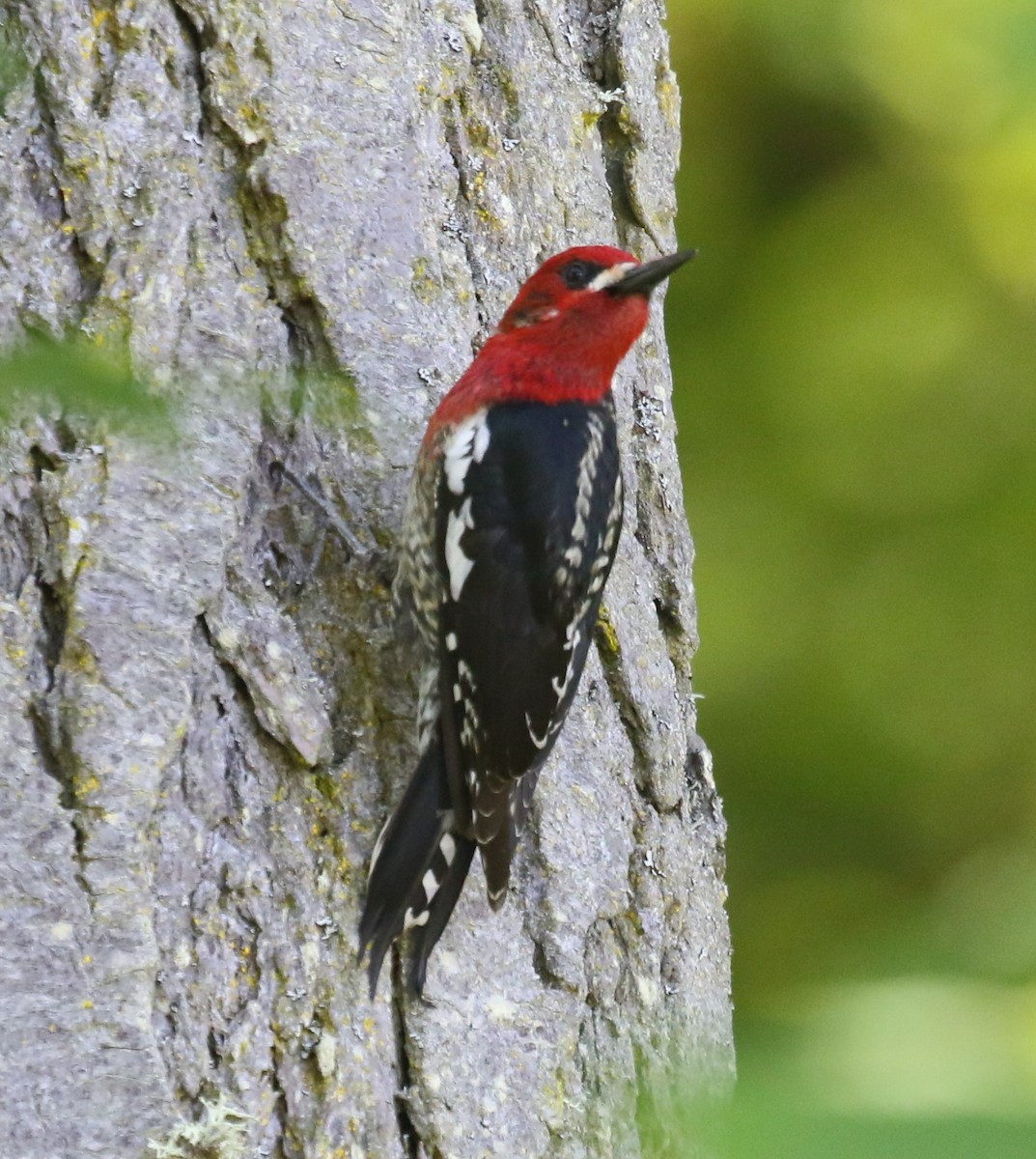 Red-breasted Sapsucker - ML618889352