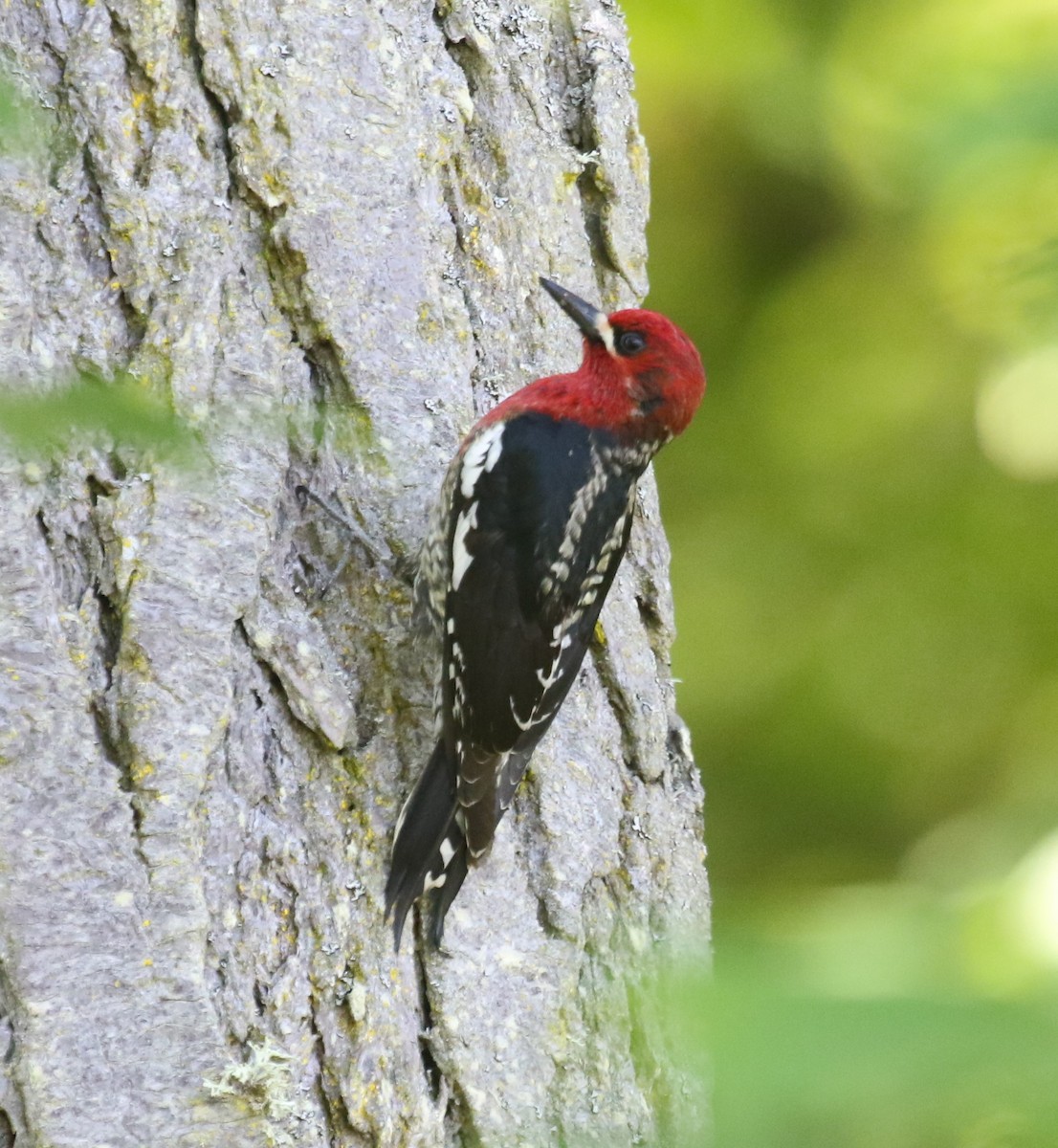 Red-breasted Sapsucker - ML618889356