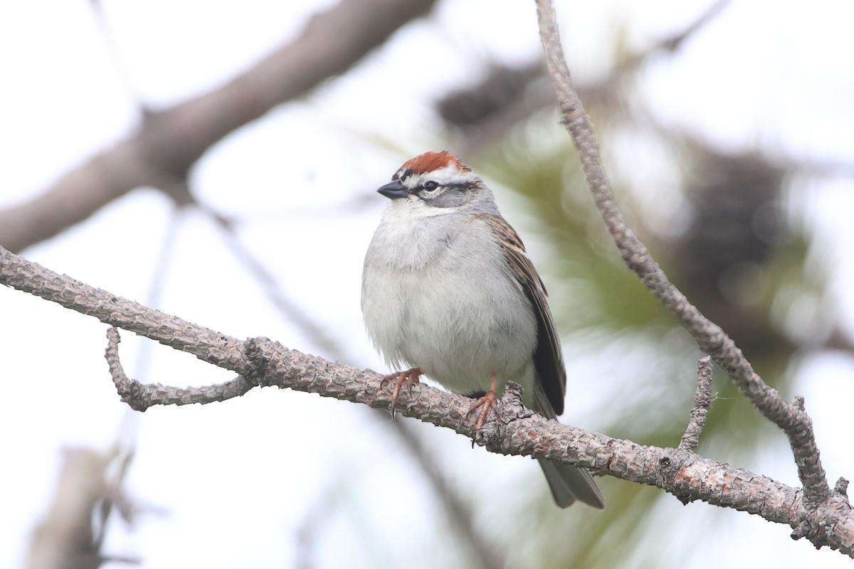 Chipping Sparrow - Gang Wu