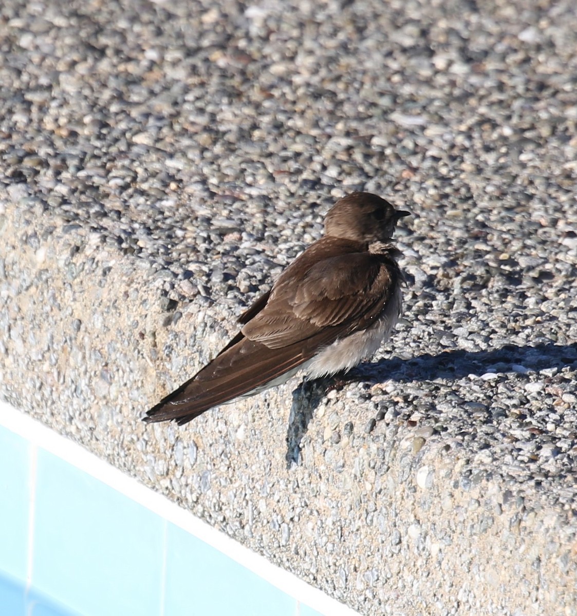 Northern Rough-winged Swallow - ML618889385