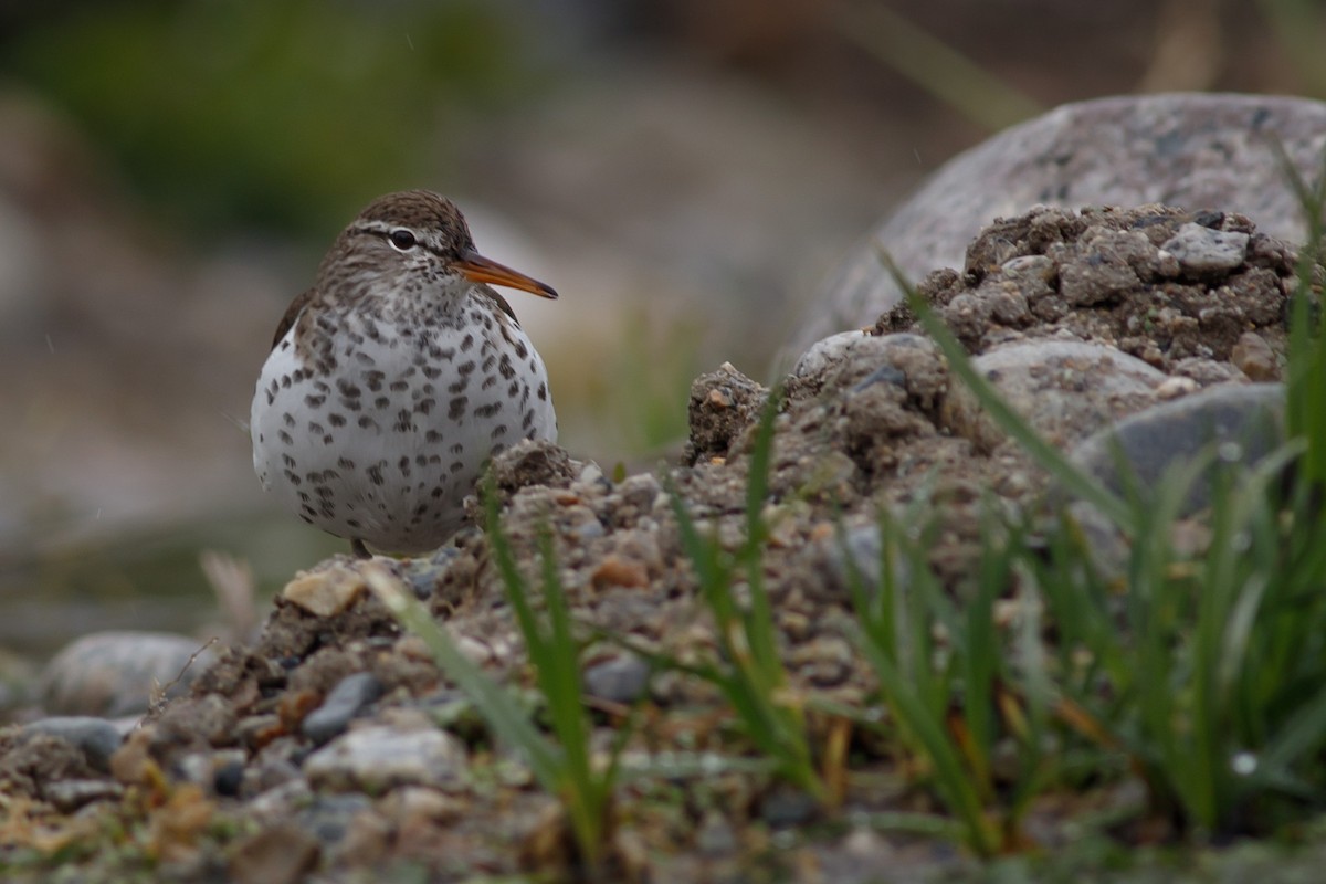 Spotted Sandpiper - Eric Spink