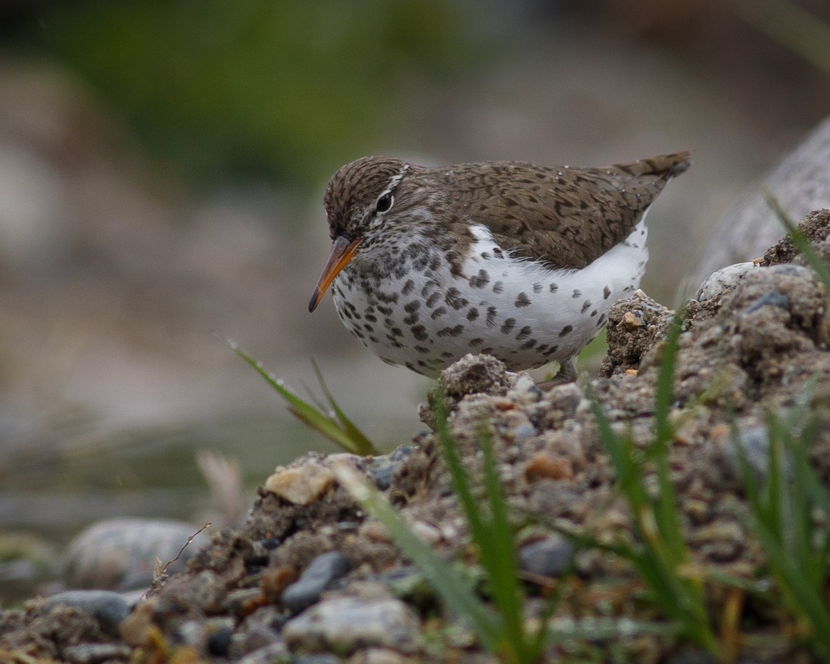 Spotted Sandpiper - Eric Spink