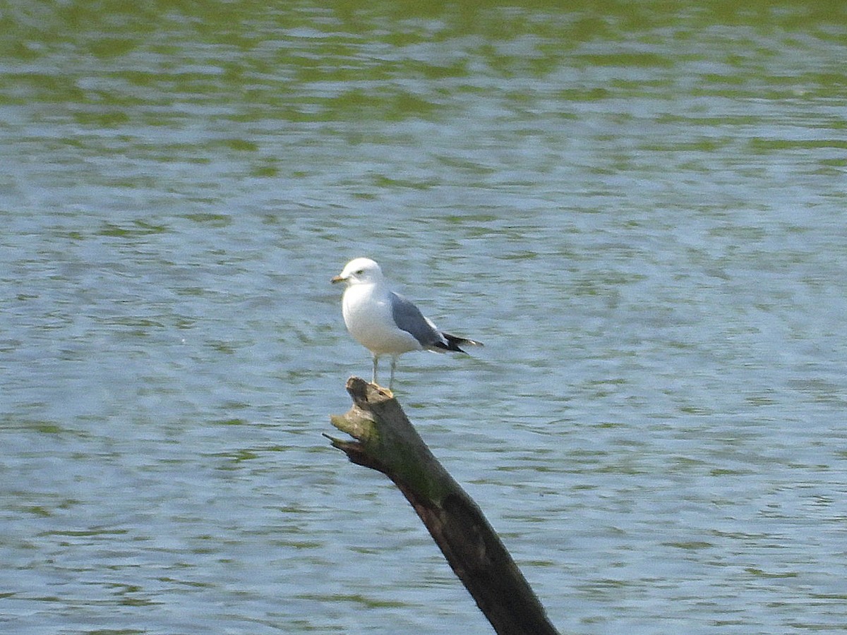 Common Gull - Petr Kašpar
