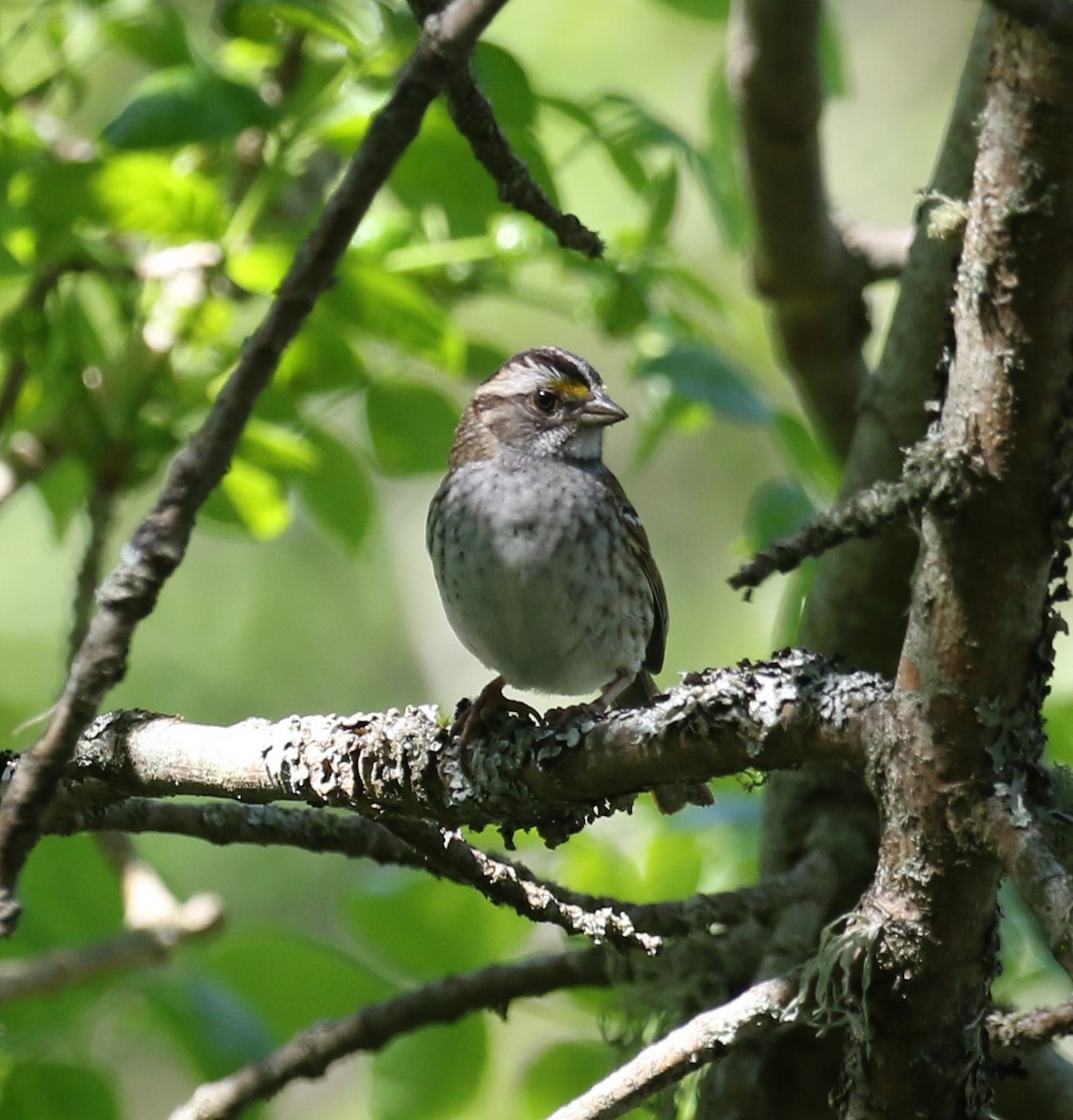 White-throated Sparrow - ML618889498