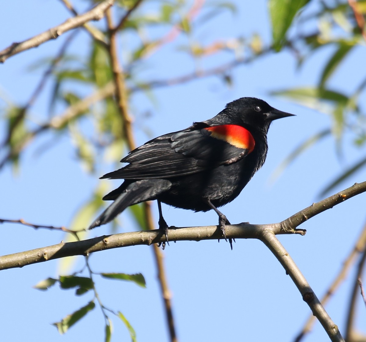 Red-winged Blackbird - ML618889507
