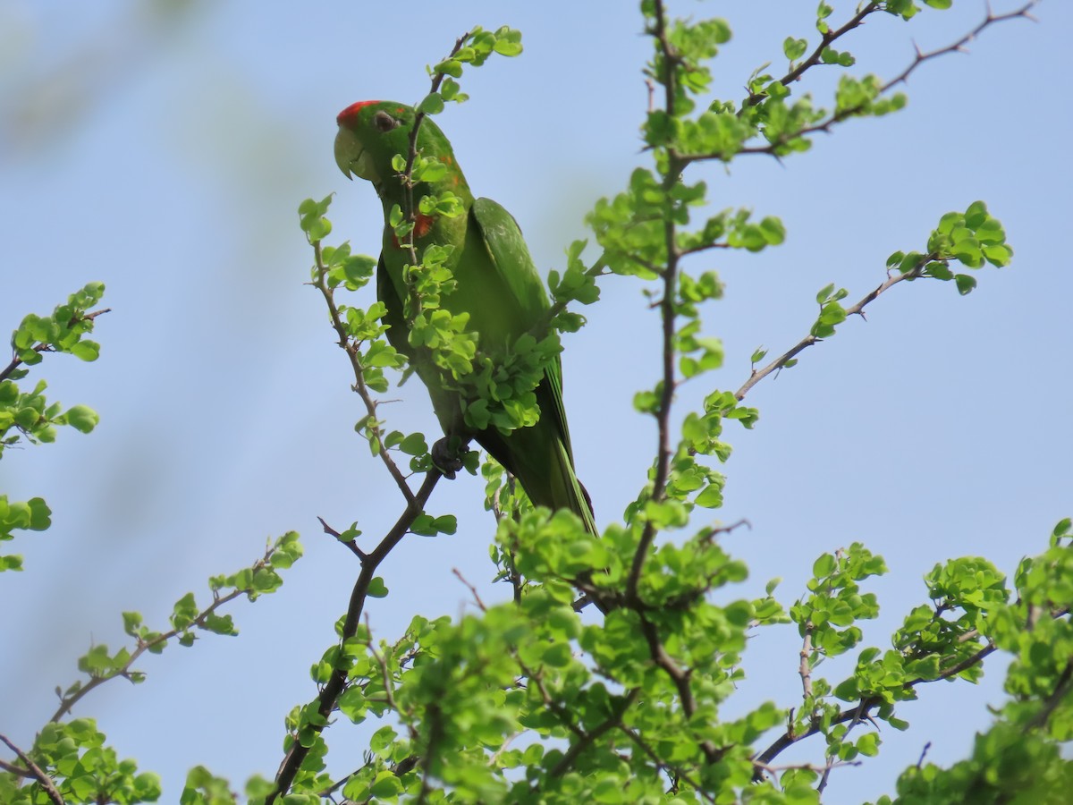 Scarlet-fronted Parakeet - robert wellens