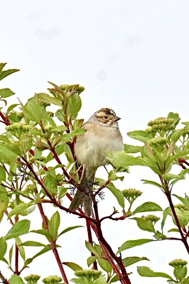 Clay-colored Sparrow - Janet Brooks