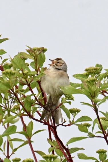 Clay-colored Sparrow - ML618889523