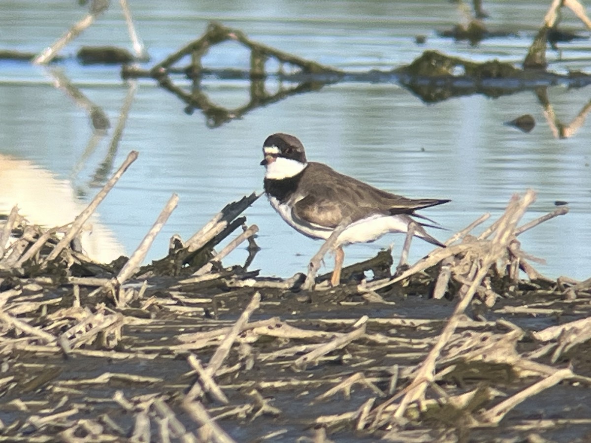 Semipalmated Plover - ML618889581