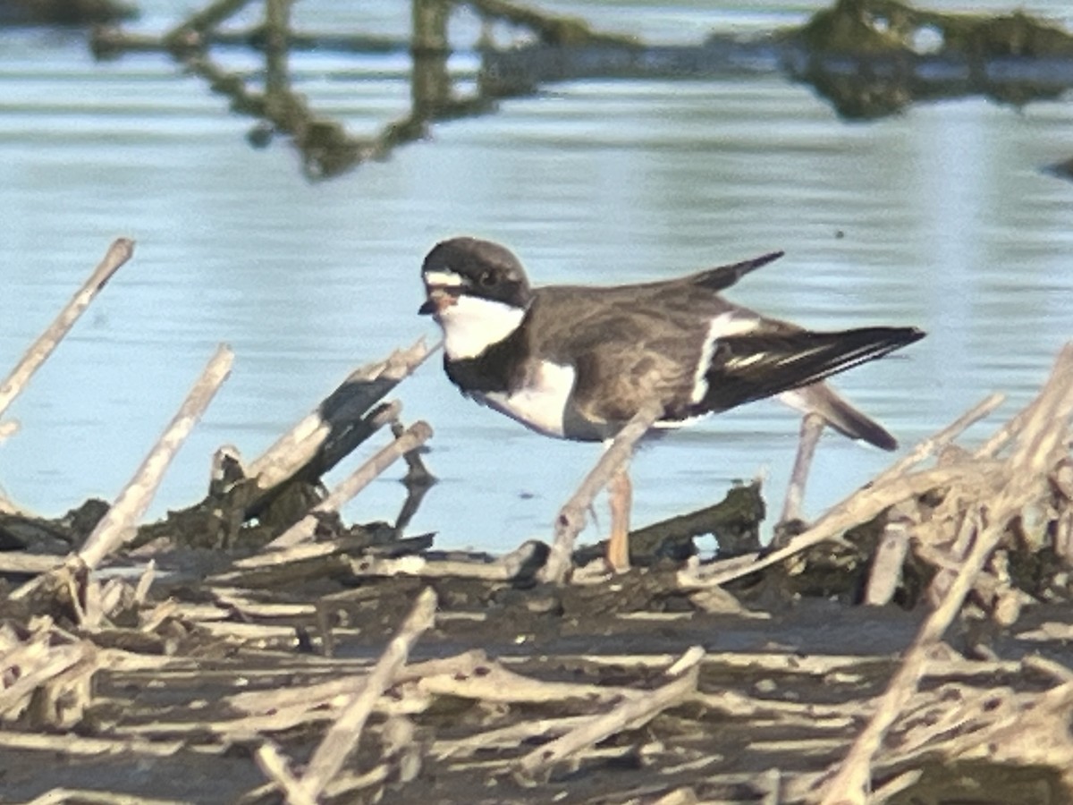 Semipalmated Plover - ML618889582