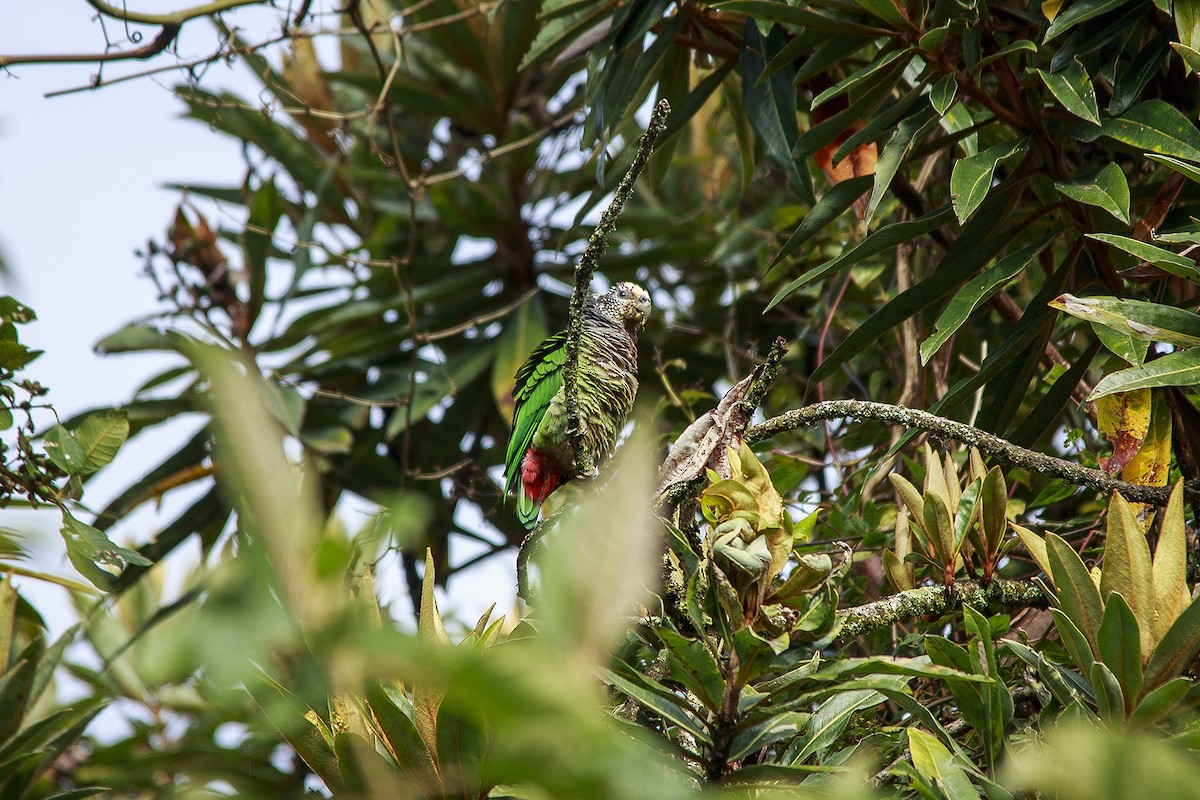 Speckle-faced Parrot - ML618889599