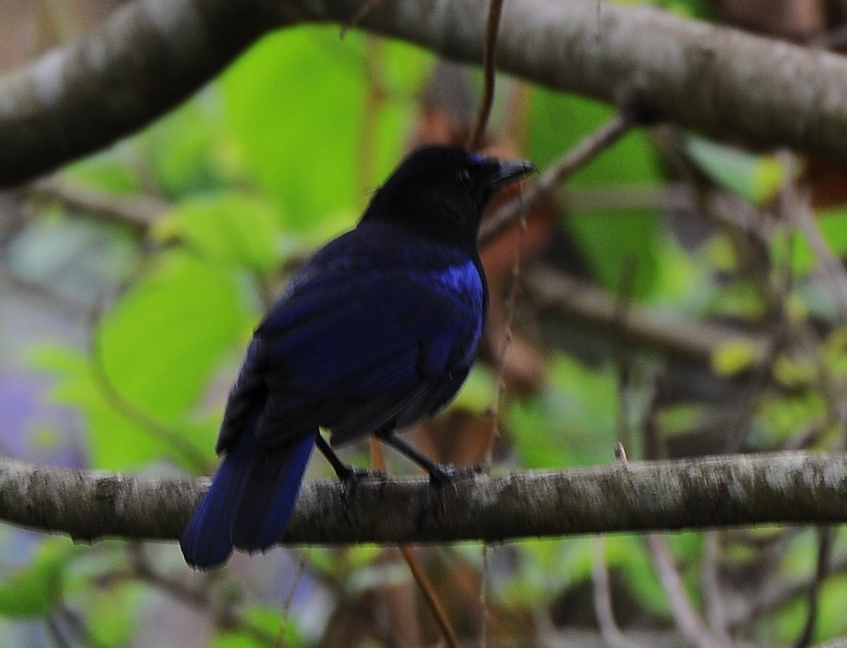 Малабарская синяя птица - ML618889600