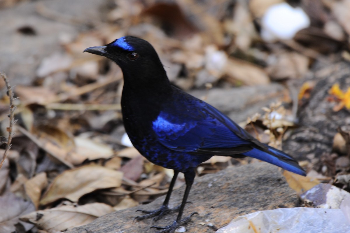 Малабарская синяя птица - ML618889601