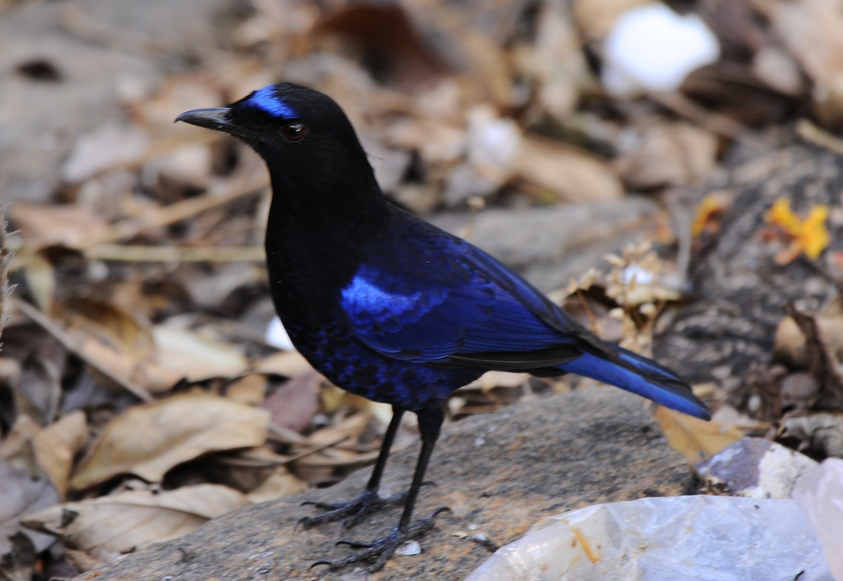 Малабарская синяя птица - ML618889602