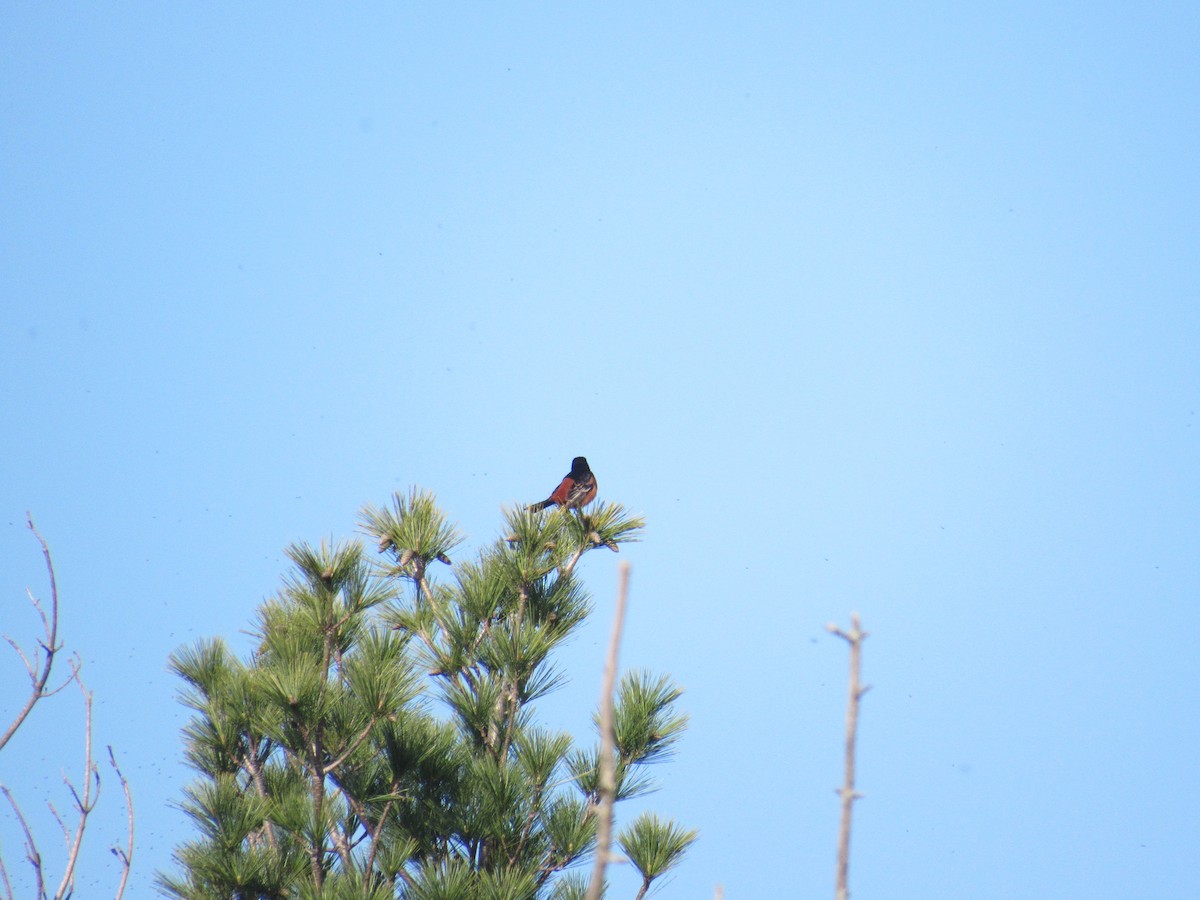 Orchard Oriole - ML618889615