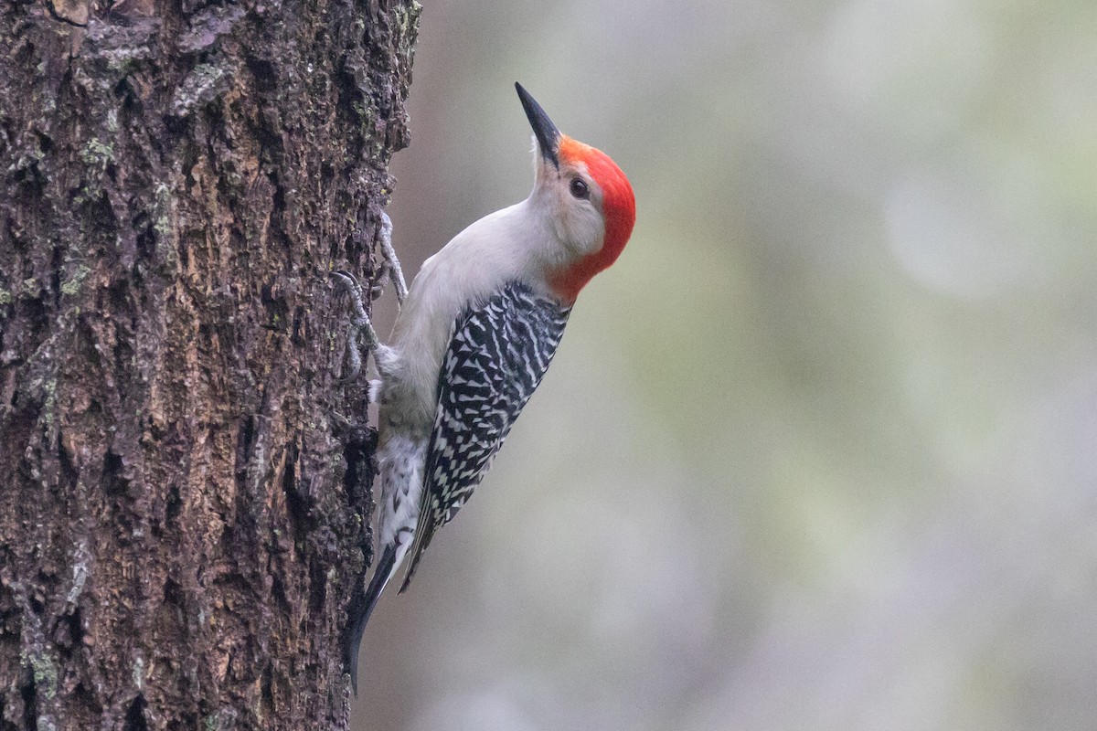 Red-bellied Woodpecker - ML618889667