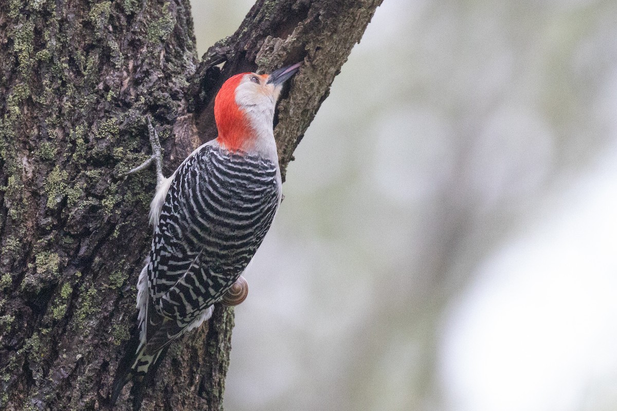 Red-bellied Woodpecker - Christine Mason