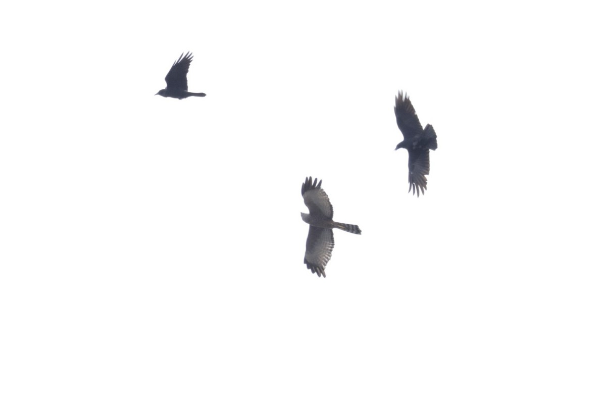 Spotted Harrier - ML618889692