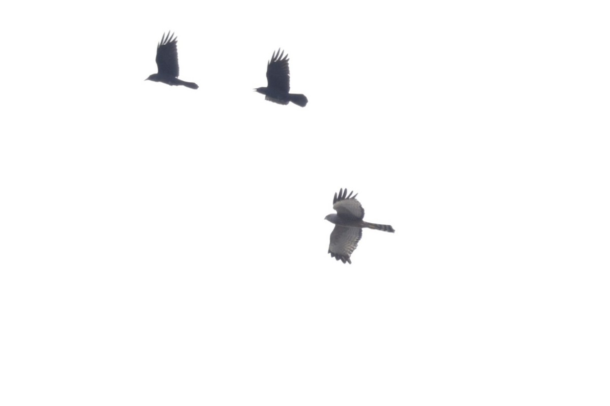 Spotted Harrier - ML618889693