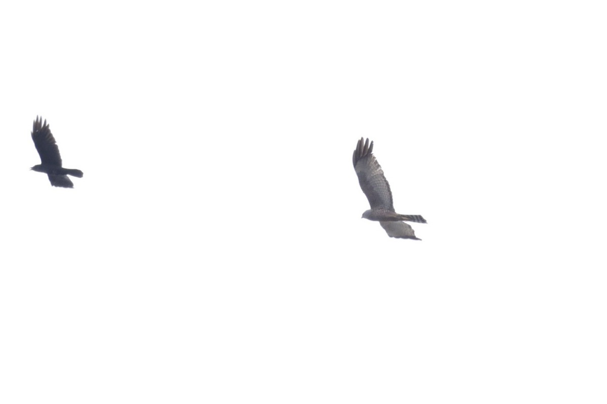 Spotted Harrier - ML618889695