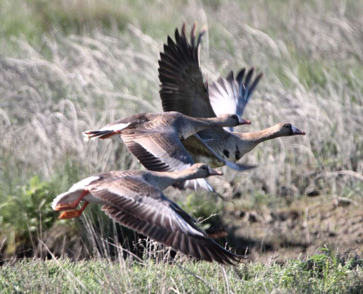 Greater White-fronted Goose - ML618889708