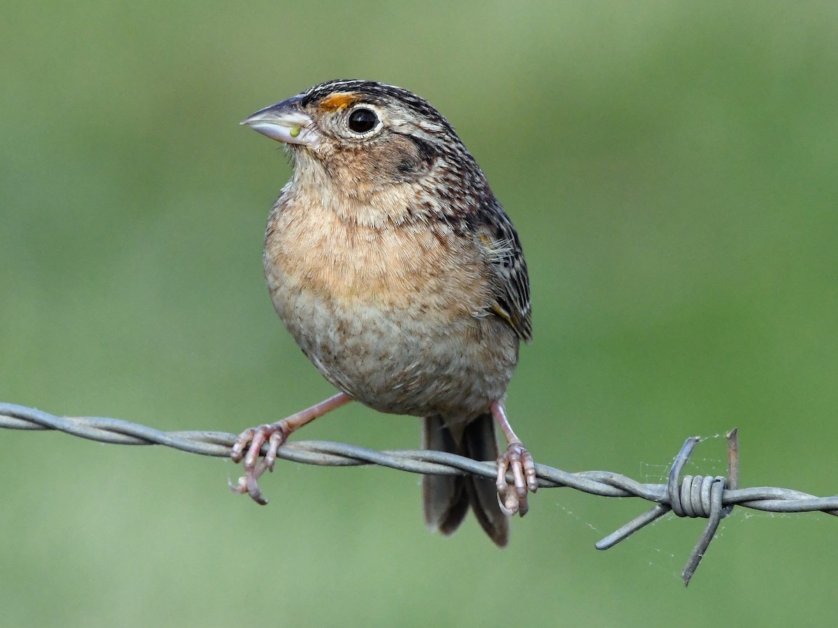 Grasshopper Sparrow - ML618889728