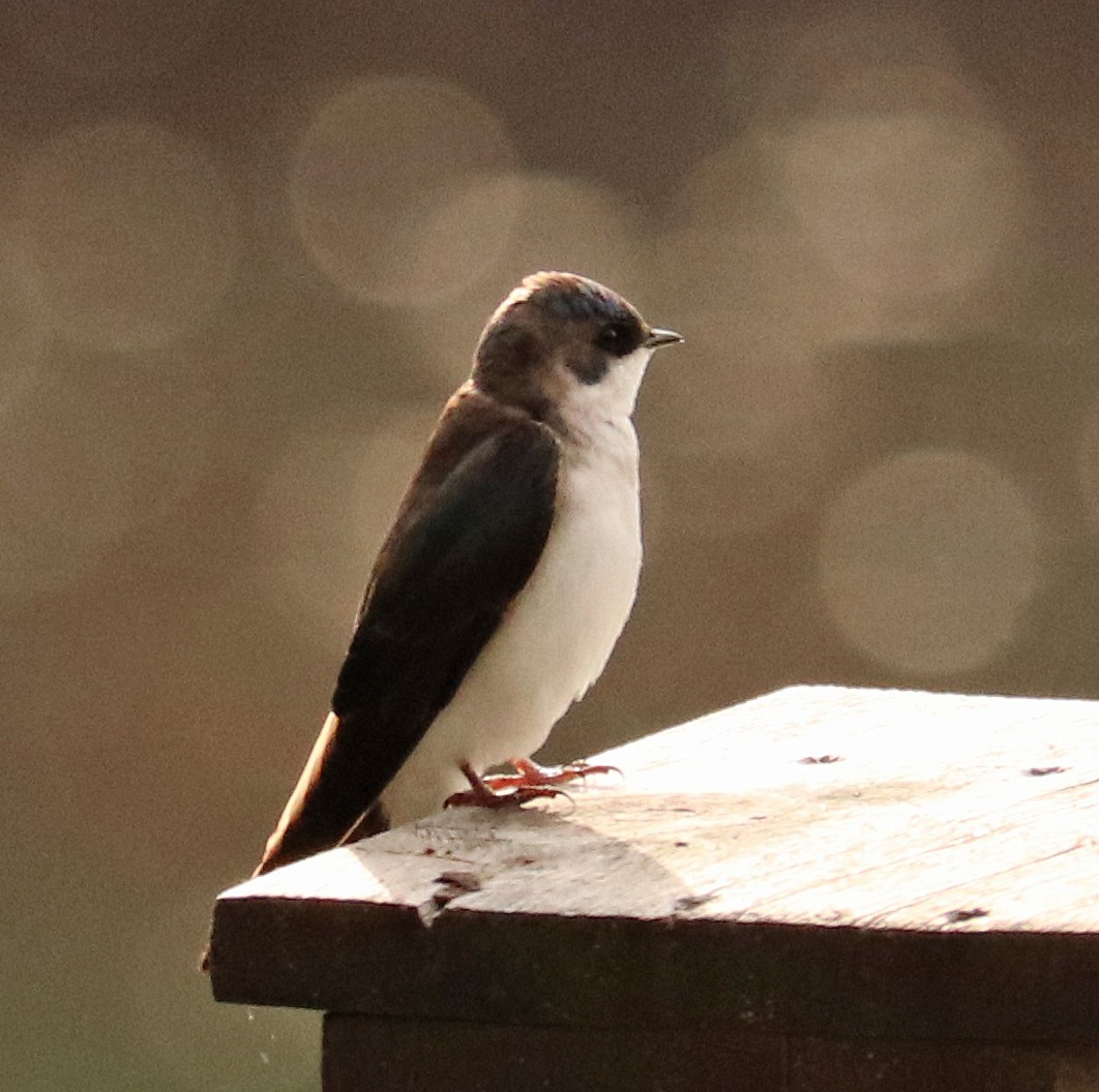 Tree Swallow - Jean Laperrière COHL