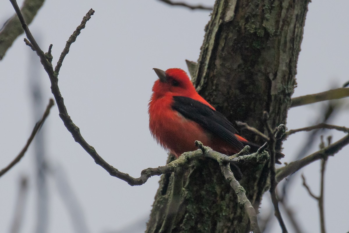 Scarlet Tanager - ML618889756