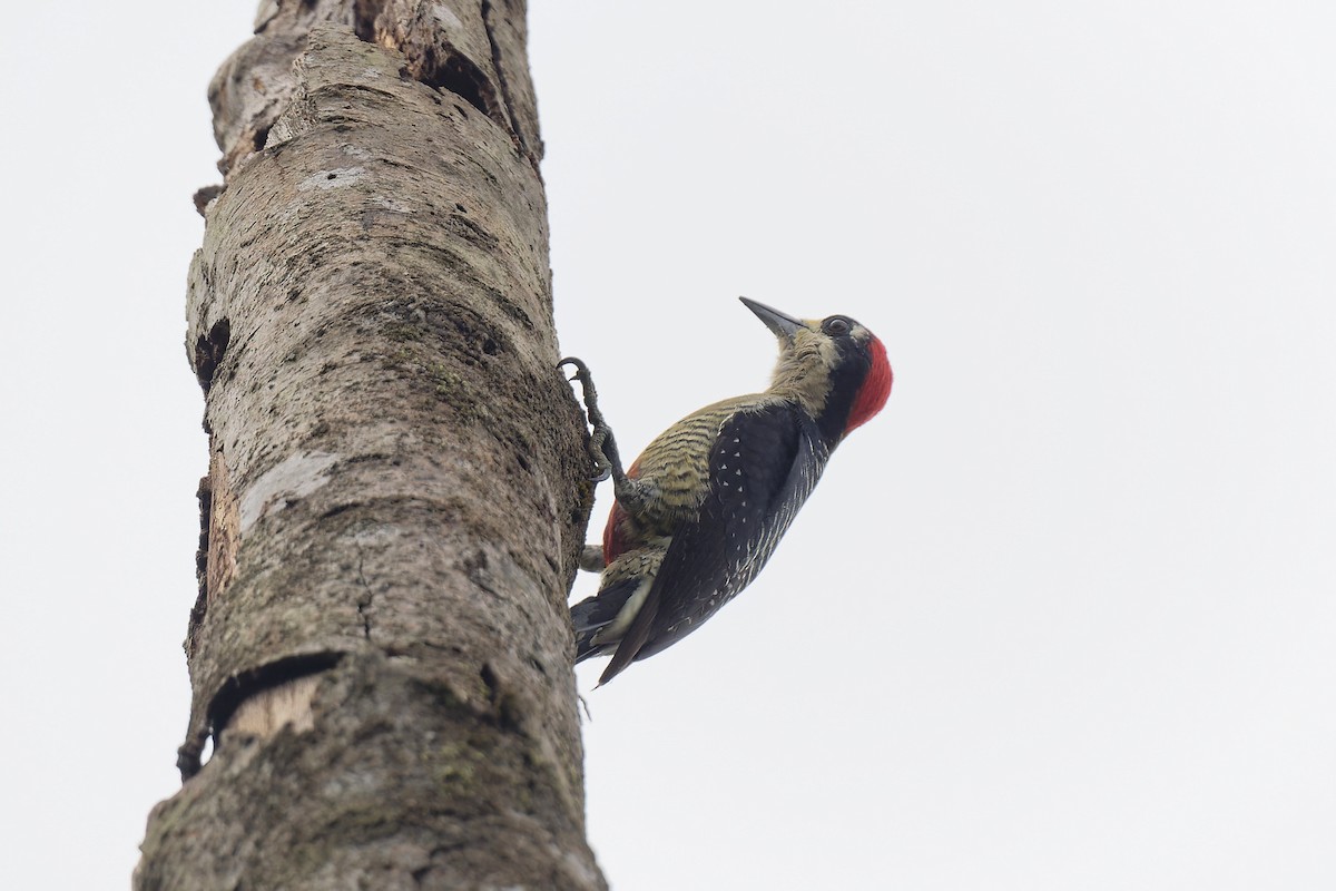 Black-cheeked Woodpecker - ML618889805