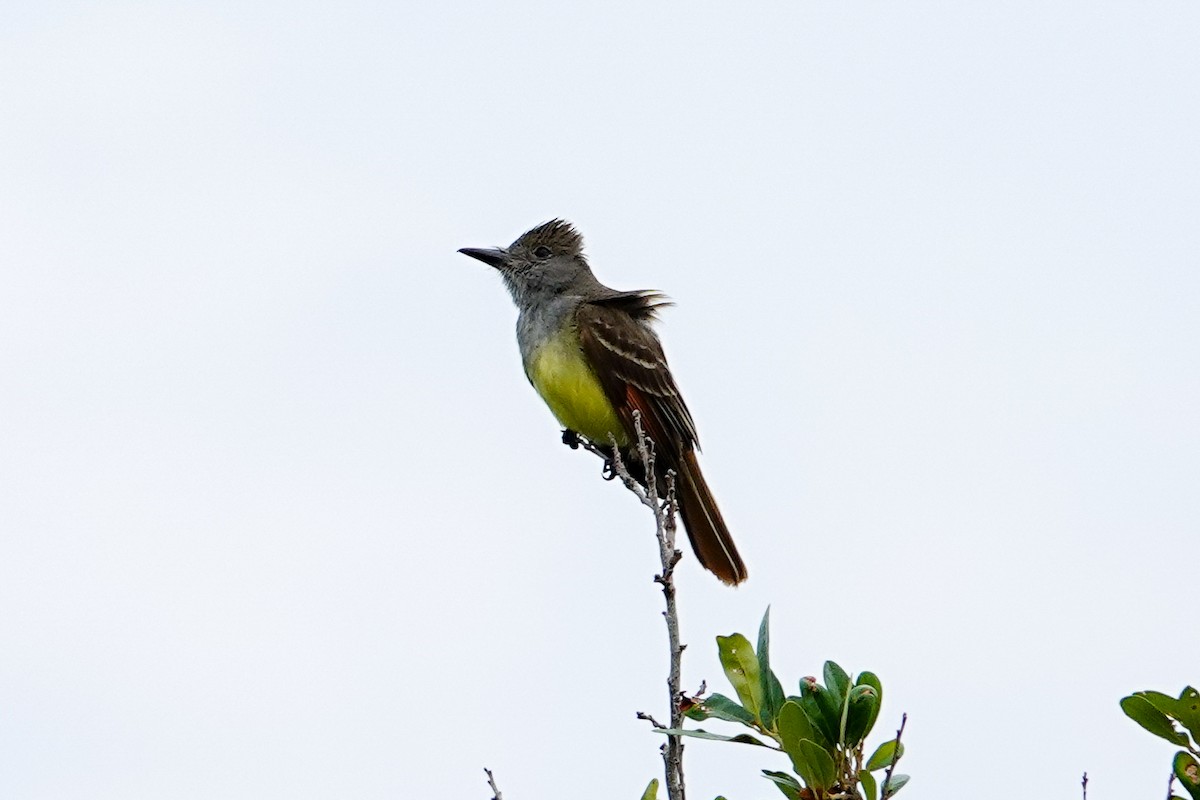 Great Crested Flycatcher - ML618889810