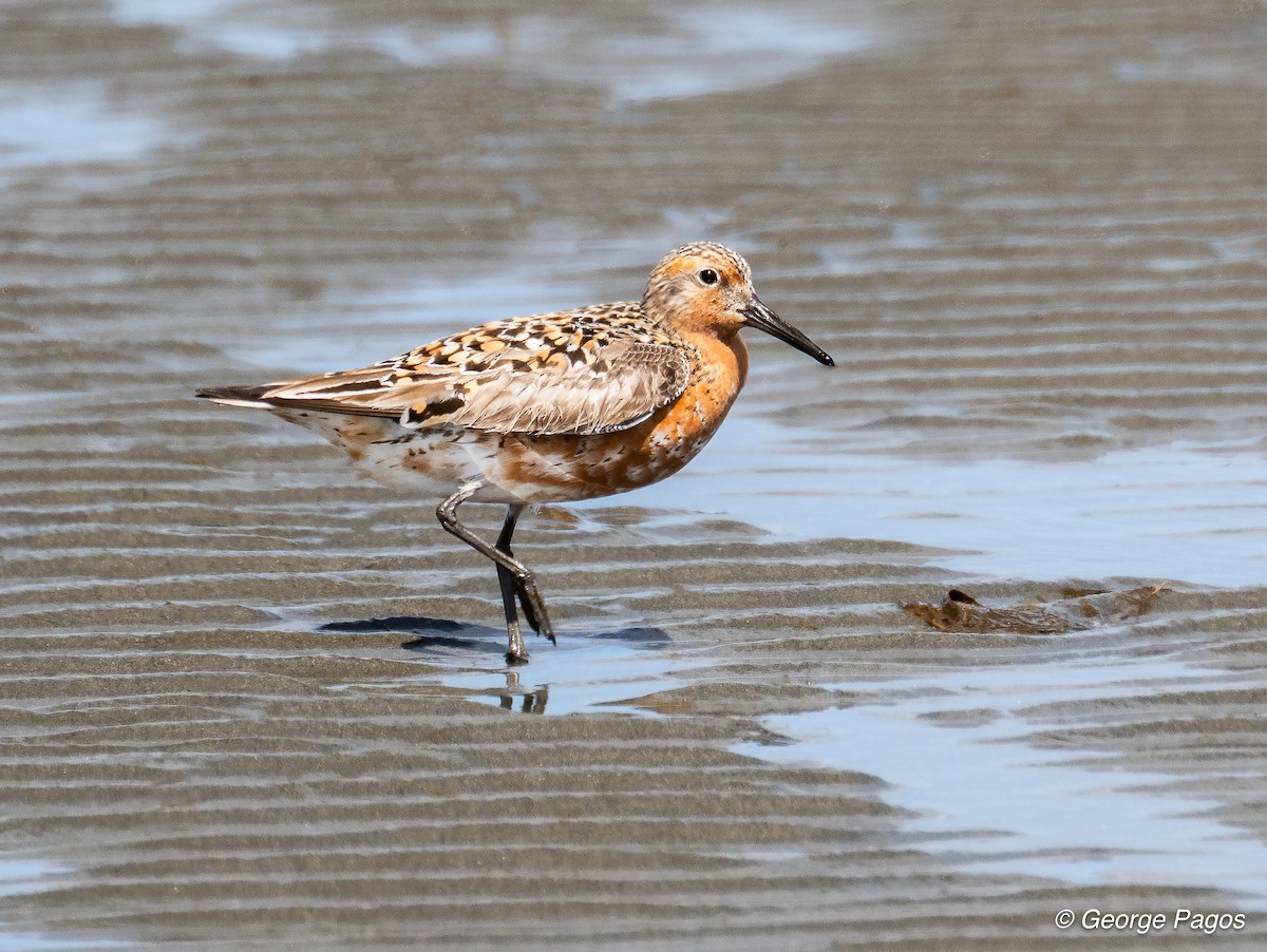 Red Knot - ML618889819