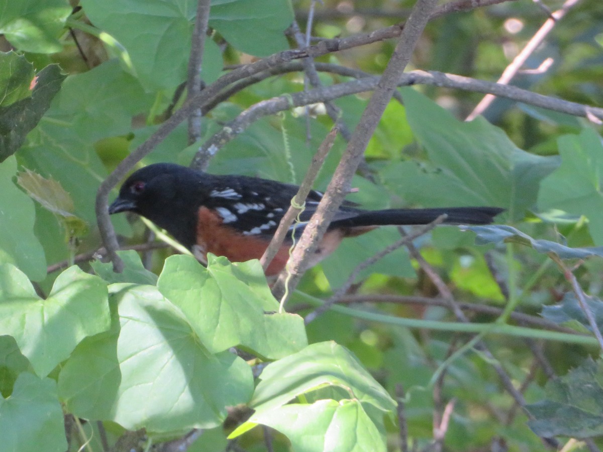 Spotted Towhee - ML618889856