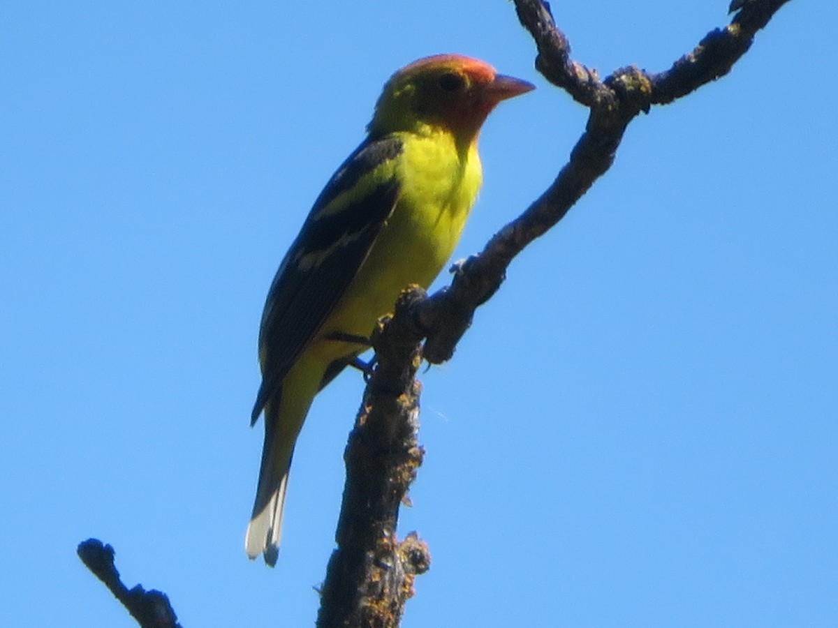 Western Tanager - ML618889861