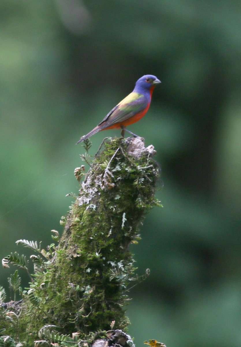 Painted Bunting - ML618889904