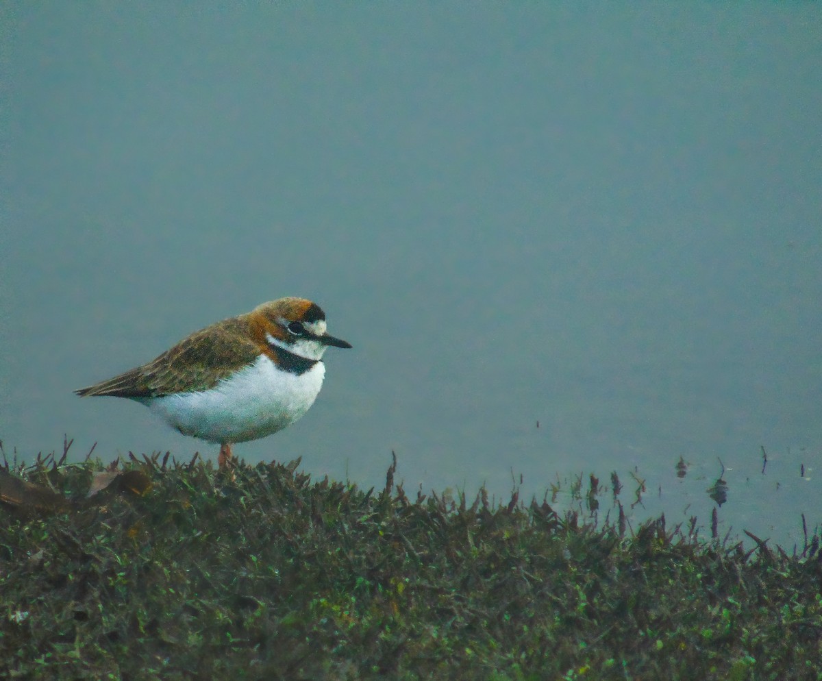 Collared Plover - ML618889928
