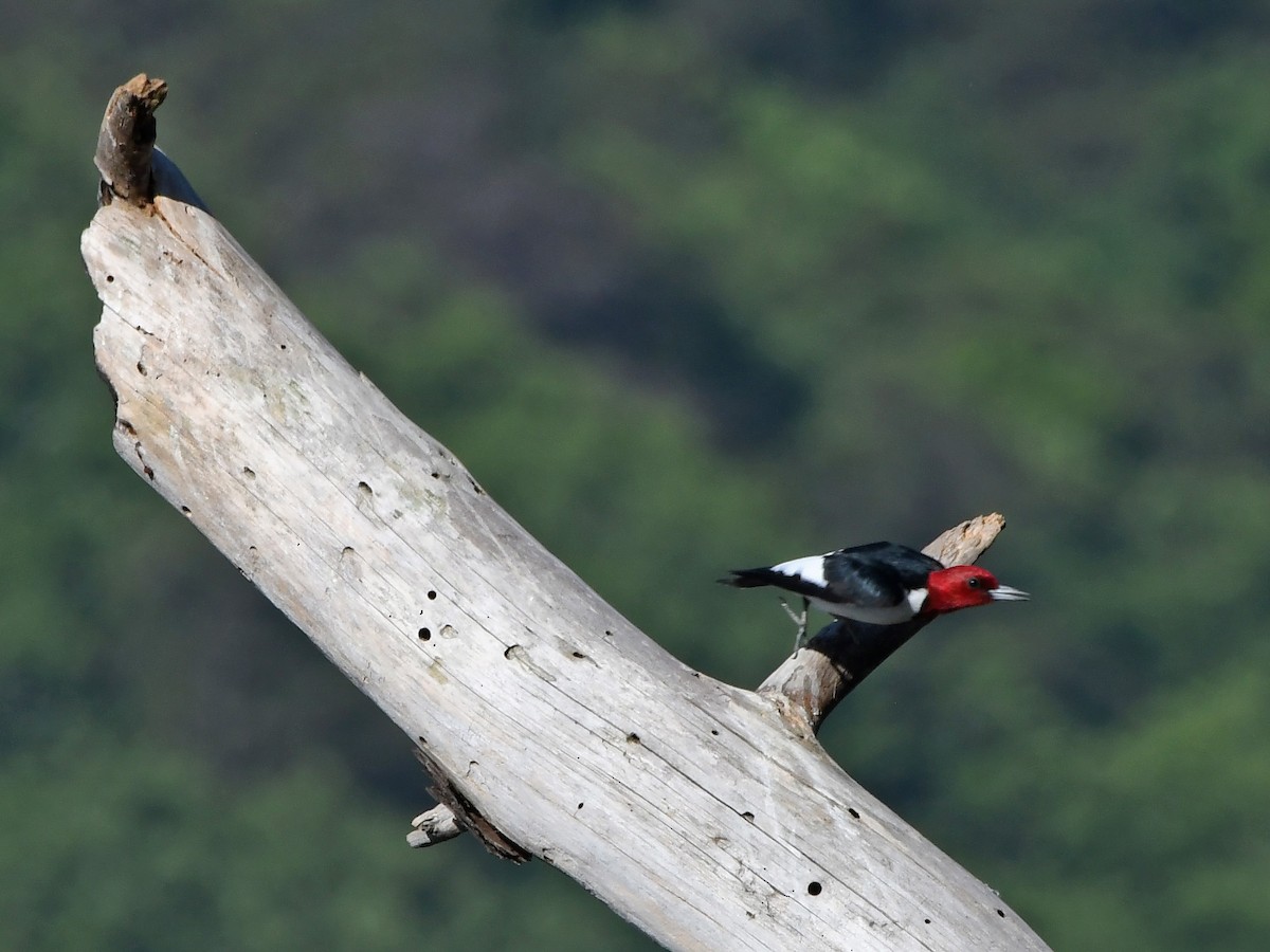 Red-headed Woodpecker - ML618889957